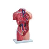 Torso Humano Feminino de 42 cm e 15 Partes SD-5024 - SDORF Scientific