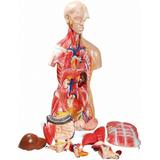 Torso Muscular Luxo 85 cm c/ 25 Partes - Anatomic