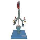Traqueia , Laringe e Árvore Brônquica Modelo Anatomia - Anatomic