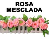 Trepadeira hera rosa mesclada 2,4 metros - Wer
