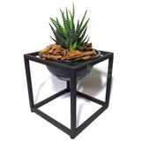 Trio de Suculentas com Suporte em Madeira (Haworthia Fasciata) - Relaxar e meditar