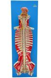 Tronco Cerebral Espinhal em Tamanho Natural em Prancha - Sdorf