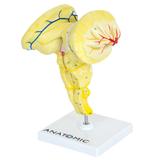 Tronco Encefálico - Anatomic