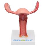 Vagina com Útero Visão Interna - Sdorf