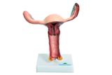 Vagina com Útero Visão Interna - Sdorf
