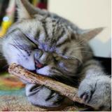 Varas Catnip Matatabi Limpa Dentes Deixa Gato Feliz 16 Unid. - Nycti br