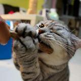 Varas Catnip Matatabi Limpa Dentes Deixa Gato Feliz 8 Unid. - Nycti br