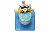 Vértebra Lombar c/Cordão Espinhal, Nervo e Cauda Equina Modelo Anatomia - Sdorf