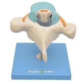 Vértebra Torácica c/ Cordão Espinhal Modelo Anatomia - Sdorf