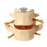 Vértebras Lombares 2 Peças Esqueleto Modelo Anatomia - Anatomic