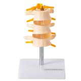 Vértebras Lombares 3 Peças Esqueleto Modelo Anatomia - Anatomic