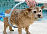 Woof Washer 360 Lava Jato Para Banho Caes Cachorros Pets (Bsl-lac-1) - Braslu