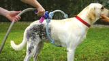 Woof Washer 360 Lava Jato Para Cachorros Caes Pets Banho (Bsl-lac-1) - Braslu