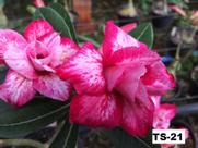 01 Rosa Do Deserto Dobrada mescla TS-21