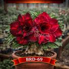 01 Rosa do Deserto Enxertada BRD-69 Adenium Obesum Flor Rara Planta Ornamental