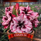 01 Rosa do Deserto Enxertada CANAN-14 Adenium Obesum Flor Rara Planta Ornamental