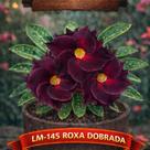 01 Rosa do Deserto Enxertada LM-145 Adenium Obesum Flor Rara Planta Ornamental