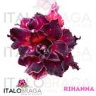 01 Rosa Do Deserto Enxerto RIHANNA - EV-200