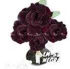01 Rosa Do Deserto Enxerto VS-14 NEGRA - LM-S2