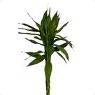 1 Bambu Da Sorte Variegata Verde Com 4 Hastes Natural