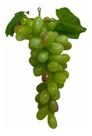 1 Cacho De Uvas Verdes Médio Artificial Casa E Decoração 1 Cacho De Uvas Verdes Médio Artificial Casa E Decoração