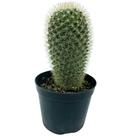 1 Cacto Mammillaria Spinosissim Pote 8 P Varanda Casa Decor 1 Cacto Mammillaria Spinosissim Pote 8 P Varanda Casa Decor