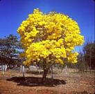 1 Muda De Ipê Amarelo