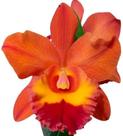 1 Muda De Orquidea Blc Holmes Laranja Muda Linda E Jovem