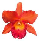 1 Muda De Orquídea Pot. Helga Margareth Gray ''muda Jovem''