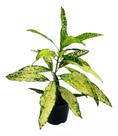 1 Planta Croton Brasileirinho Verde E Amarelo Natural Presen