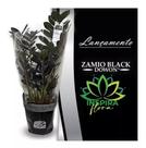 1 Planta Zamioculca Black Zamifolia Zaza Zamia Holambra Pt17