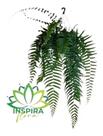 1 Samambaia De Metro Polypodium Persicifolium Pote20 Gigante