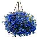 10.000 Sementes Flor Lobélia Azul +