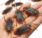10 Baratas Brinquedo Borracha Pegadinha Assustar Amigos 10 Baratas Brinquedo Borracha Pegadinha Assustar Amigos