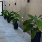 10 Folhagens Artificiais de 60cm com 9 Folhas em Silicone Mini Arbusto Decorativos Que Parecem Real - DE0124