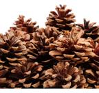 10 Pinhas Pinhão Natural Decoração Natalina Natal Arvore Natural Pinhão 10 Pinhas Pinhão Natural Decoração Natalina Natal Arvore Natural Pinhão
