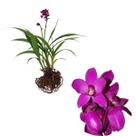 10 Spathoglottis Unguiculata Grapete Cheiro De Uva Adulta