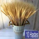 10 Trigos Seco Natural para Decoração de Festa, Casamento, Natal e Arranjos em Geral - Haste Grande
