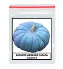 100 Sementes De Abóbora Moranga Pataca