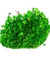 1000 Sempre Vivas Decoração Casamento Lembrança Verde Claro