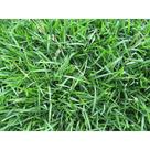 10g Sementes De Grama para jardim folha fina