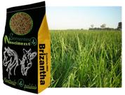 10kg sementes Brachiaria MG5 eficiênciente e de boa qualidade para bovinos, equinos, caprinos