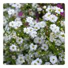 11000 Sementes de Gypsophila elegans Mosquitinho Branco 10g