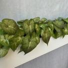 12 Folhagens de Singônio Artificial 30X30cm para Compor e Dar Volume em Arranjos e Quadros Florais - DE0725