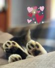 12 Sachês Gato Dorminhoco Ração Whiskas Carne 85 gr - + 7 Anos