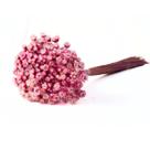 1200 Sempre Viva Florzinha Cor de Rosa I Flores Desidratadas