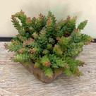 15 Suculentas Sedum Mini Planta Artificial de Qualidade para Atacado e Varejo para Decoração- DE8903