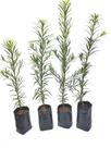 16 Mudas de Podocarpo 50cm Pinheiro Bravo + Ureia 200g brinde