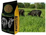 1kg Brachiaria brizantha marandu sementes para formar pastagem braquiarão