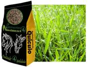 1kg de Brachiraria Humidicola Quicuio ótima para pastagem e para solos com excesso de humidade 1kg de Brachiraria Humidicola Quicuio ótima para pastagem e para solos com excesso de humidade